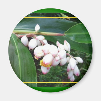 Íman Magnet-Hawaii Shell Ginger