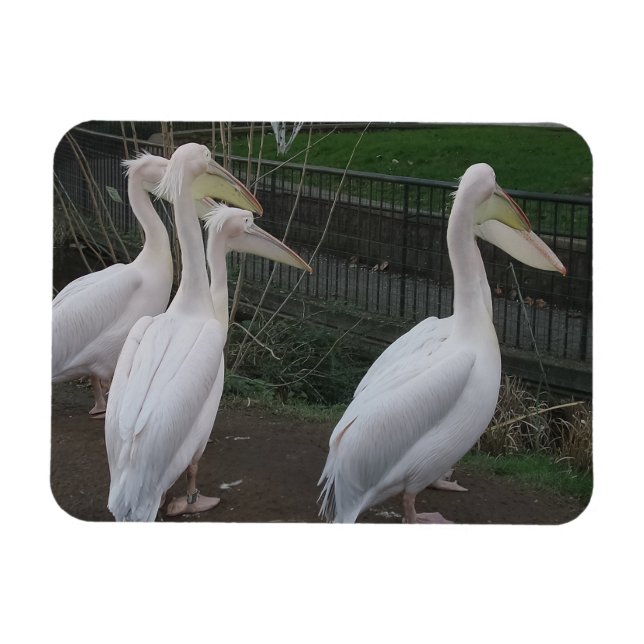 Íman Magnet Heron Family 3"x4" (Horizontal)