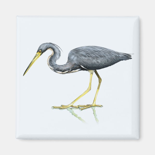 Íman Magnet Heron Tricolor (Frente)