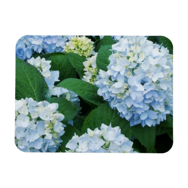 Íman Magnet Hydrangea (Horizontal)