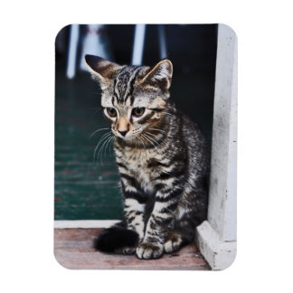 Íman Magnet: Kitten