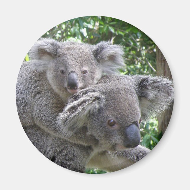 Íman Magnet Koala e Baby Austrália Foto (Frente)