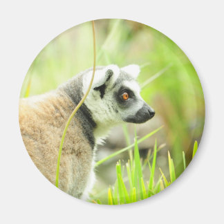 Íman Magnet-Lemur- Anel