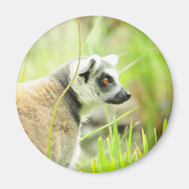 Íman Magnet-Lemur- Anel (Frente)