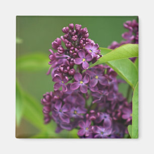 Íman Magnet Lilac Roxo