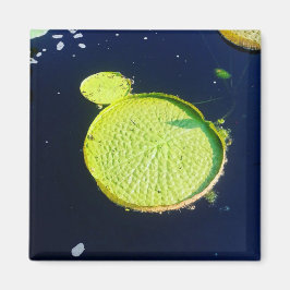 Íman Magnet - Lily Pad (Chicago)