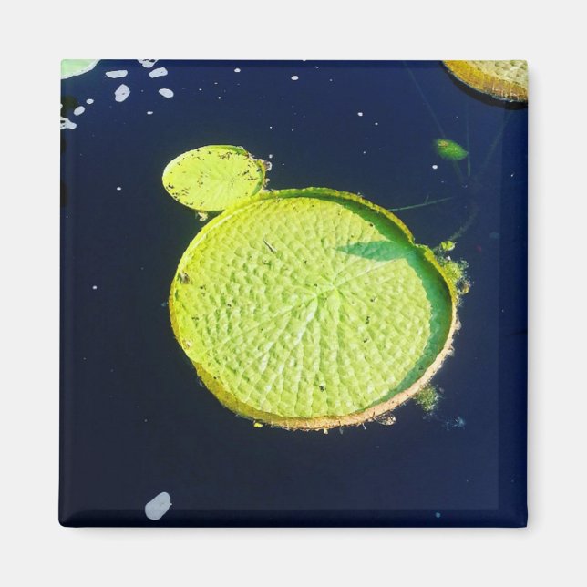 Íman Magnet - Lily Pad (Chicago) (Frente)