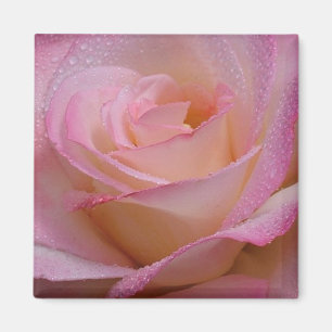 Íman Magnet Linda Rosa Rosa Rosa Rosa