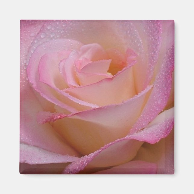 Íman Magnet Linda Rosa Rosa Rosa Rosa (Frente)