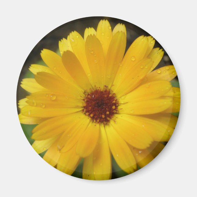 Íman Magnet Macro Amarelo Marigold (Frente)