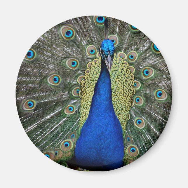 Íman Magnet Maiestoso de Peacock (Frente)