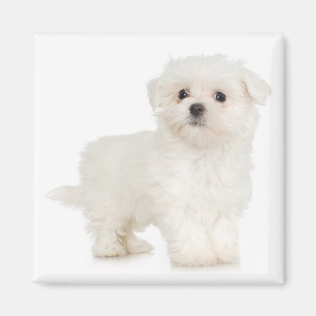 Íman Magnet maltês (Frente)