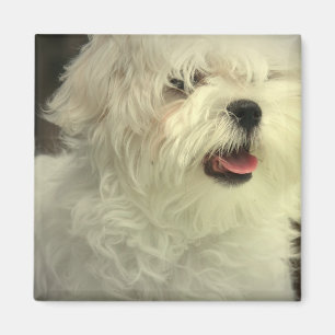 Íman Magnet maltês