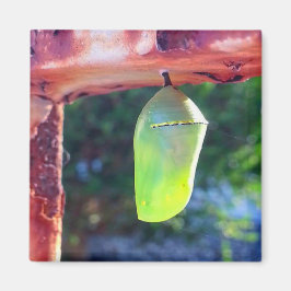 Íman Magnet - Monarch Chrysalis (2018)