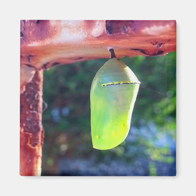 Íman Magnet - Monarch Chrysalis (2018) (Frente)