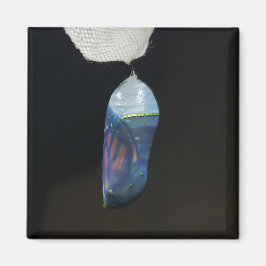 Íman Magnet - Monarch Chrysalis (2022)