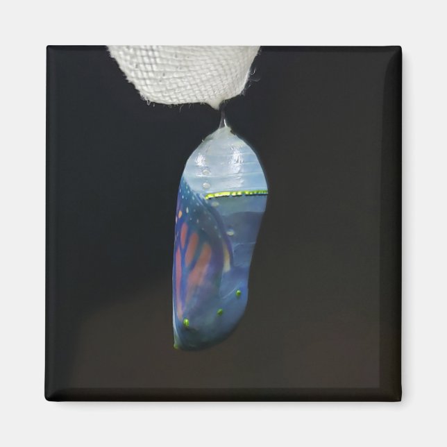 Íman Magnet - Monarch Chrysalis (2022) (Frente)