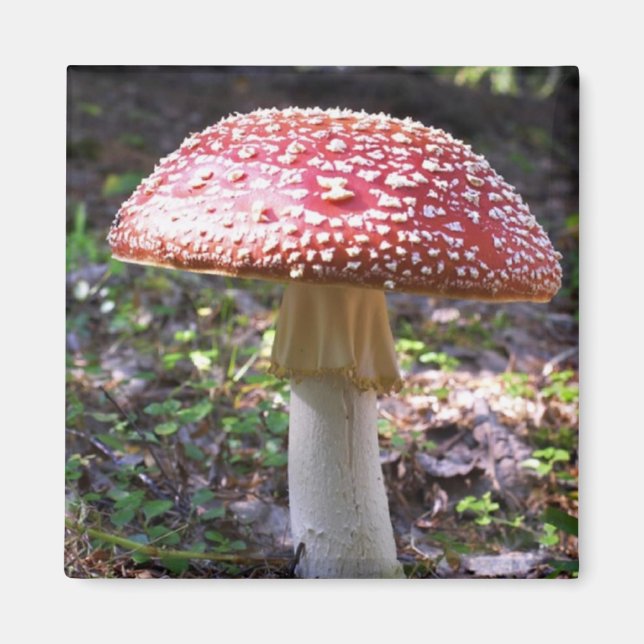 Íman Magnet-Mushroom (Frente)