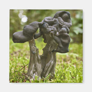 Íman Magnet Mystical Mushrooms