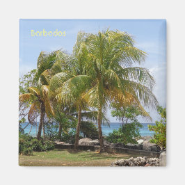 Íman Magnet of Palms in Barbados