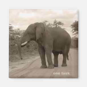 Íman Magnet_OneTusk_Tribute_Kariba