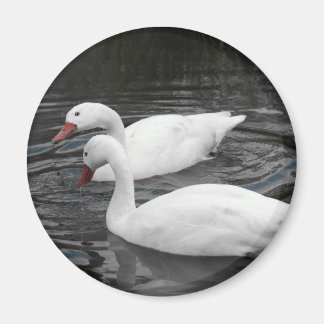 Íman Magnet - Par do Cisne de Coscorba
