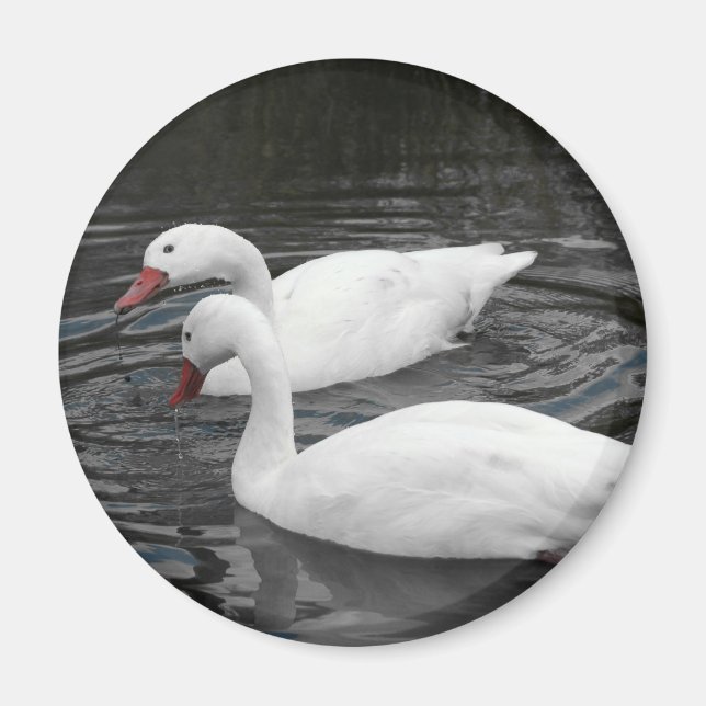 Íman Magnet - Par do Cisne de Coscorba (Frente)