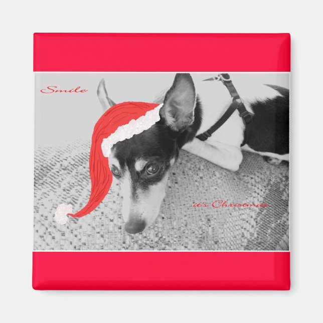 Íman Magnet para o Natal, Rat Terrior (Frente)