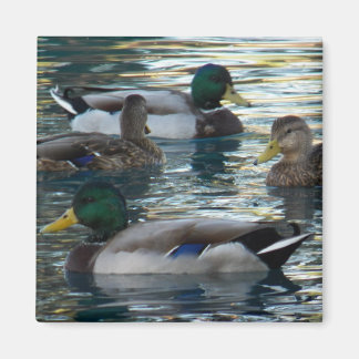 Íman Magnet - Pato, Pato, Pato, Pato