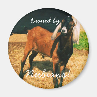 Íman Magnet - Pertencido por nebianos!