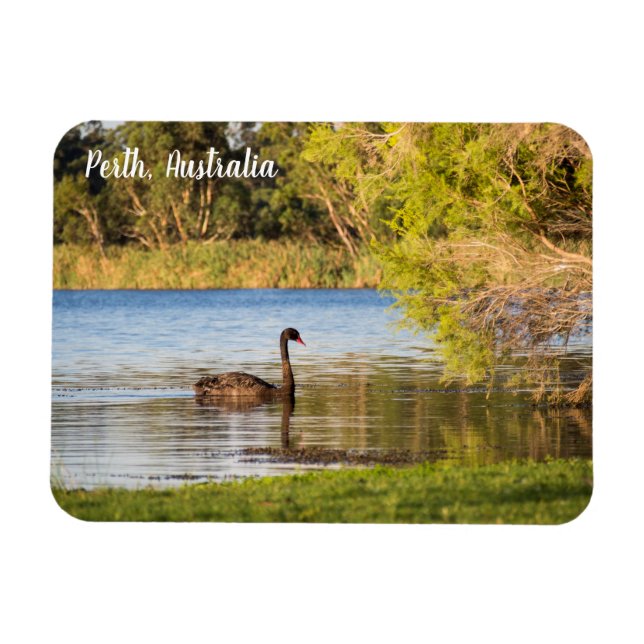 Íman Magnet - Perth Black Swan Austrália (Horizontal)
