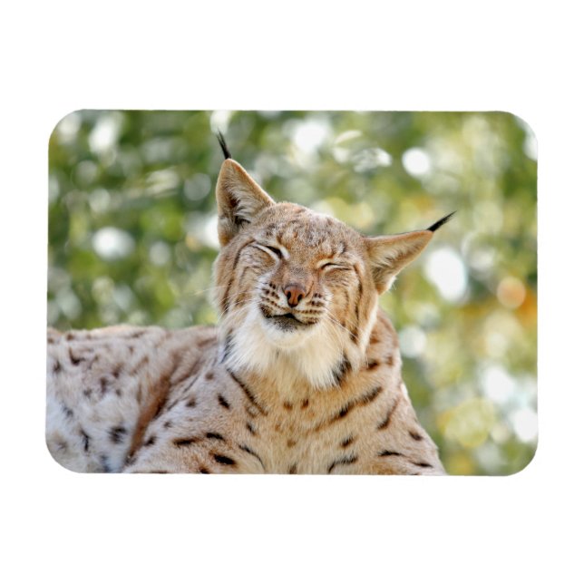 Íman Magnet Photo cat , lynx , animais 0133. (Horizontal)