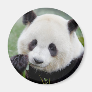 Íman Magnet Photo gigant panda , animais 0241.