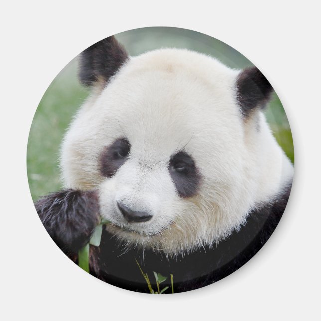 Íman Magnet Photo gigant panda , animais 0241. (Frente)