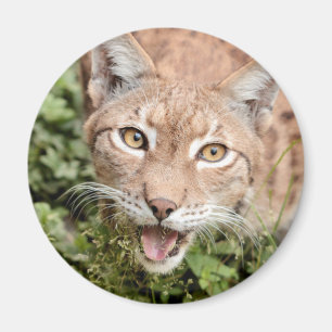 Íman Magnet Photo lynx, animais 2. imã