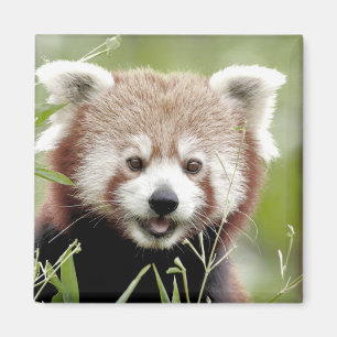 Íman Magnet Photo Red Panda, animais 0630.