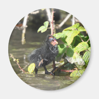 Íman Magnet: Pintinho de Moorhen