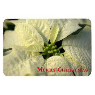 Íman Magnet-Poinsettia Feriado