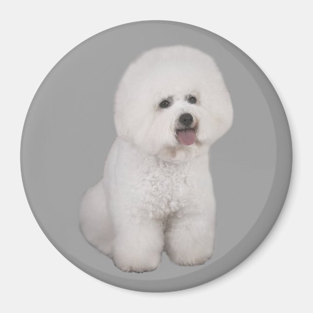 Íman Magnet Precioso Bichon Frise (Frente)