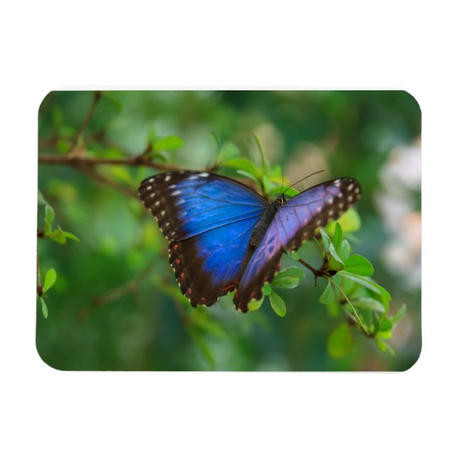 Íman Magnet Premium da Borboleta Azul Morpho (Horizontal)