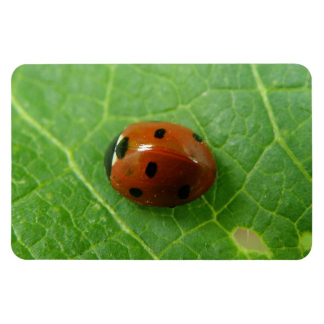 Íman Magnet Premium Ladybug (Horizontal)