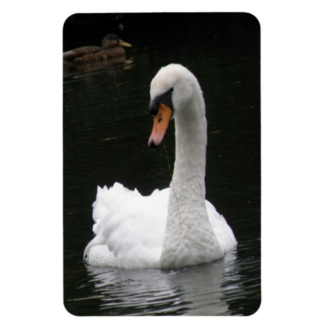 Íman Magnet Premium Swan Branco (Vertical)