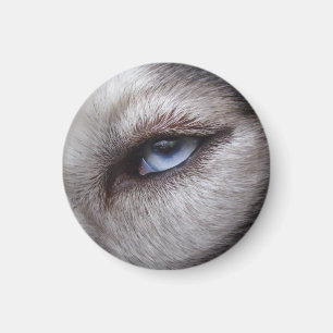 Íman Magnet / Presente do Cachorro Lásico da Imã de g