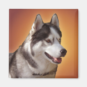 Íman Magnet / Presente do Cachorro Lásico da Imã de g
