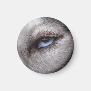 Íman Magnet / Presente do Cachorro Lásico da Imã de gel