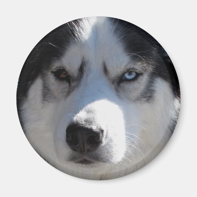 Íman Magnet / Presente do Cachorro Lásico da Imã de gel (Frente)