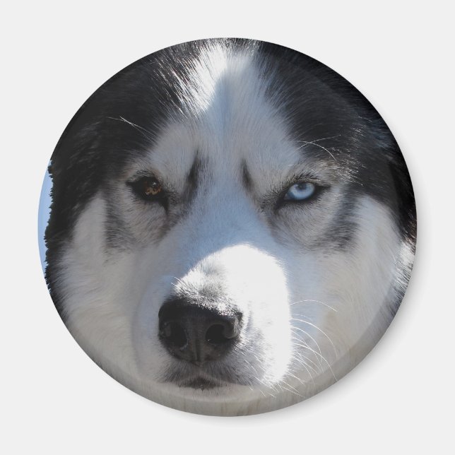 Íman Magnet / Presente do Cachorro Lásico da Imã de gel (Frente)