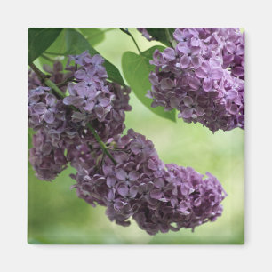 Íman Magnet Primavera