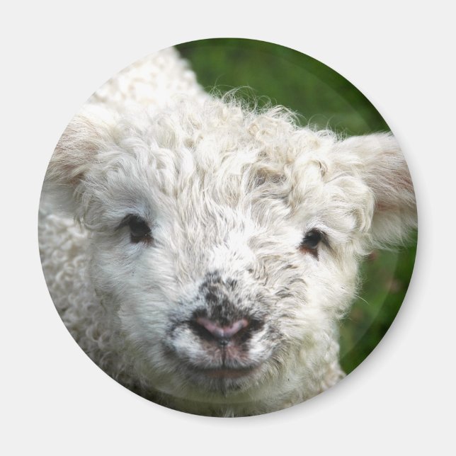 Íman Magnet - Primavera Lamb (Frente)