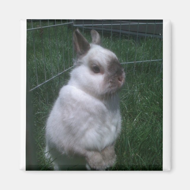 Íman Magnet Quadrado do Coelho (Frente)